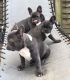 French Bulldog Puppies for sale in Galveston Island, Texas, USA. price: NA