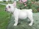 French Bulldog Puppies for sale in Streamwood, IL, USA. price: NA