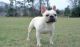 French Bulldog Puppies for sale in Mt Orab, OH, USA. price: NA