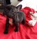 French Bulldog Puppies for sale in Madison, AL, USA. price: NA