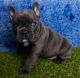 French Bulldog Puppies for sale in United States. price: $600