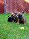 French Bulldog Puppies for sale in New Hampshire Ave, Toms River, NJ 08755, USA. price: NA