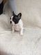 French Bulldog Puppies for sale in Victoria, Cameroon. price: NA
