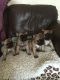 French Bulldog Puppies for sale in Darsait, Muscat, Oman. price: NA