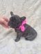 French Bulldog Puppies for sale in Windsor, VT 05089, USA. price: NA