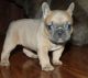 French Bulldog Puppies for sale in Newark, NJ 07114, USA. price: $300