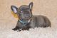 French Bulldog Puppies for sale in Tuscaloosa, AL, USA. price: NA