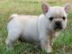 French Bulldog Puppies for sale in Altamonte Springs, FL, USA. price: NA