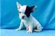 French Bulldog Puppies for sale in Alachua, FL, USA. price: NA