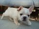 French Bulldog Puppies for sale in Tallahassee, FL, USA. price: $690