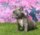 French Bulldog Puppies for sale in Troutville, VA 24175, USA. price: NA