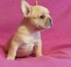 French Bulldog Puppies for sale in Newburgh, IN 47630, USA. price: $350