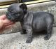 French Bulldog Puppies for sale in Fort Smith, AR, USA. price: NA