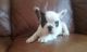 French Bulldog Puppies for sale in Revere, MA, USA. price: $2,000