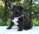 French Bulldog Puppies for sale in Yaounde, Cameroon. price: 400 XAF