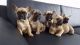 French Bulldog Puppies for sale in Massachusetts Ave, Boston, MA, USA. price: NA