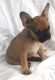 French Bulldog Puppies for sale in Massachusetts Ave, Boston, MA, USA. price: NA