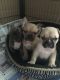 French Bulldog Puppies for sale in Huntington Beach, CA, USA. price: $1,300