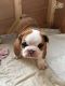 French Bulldog Puppies for sale in Huntington Beach, CA, USA. price: $1,450