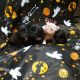 French Bulldog Puppies for sale in Oakley, MI 48649, USA. price: NA