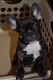 French Bulldog Puppies for sale in Alpharetta, GA, USA. price: NA