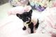 French Bulldog Puppies for sale in Waterbury, VT 05676, USA. price: NA