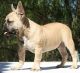 French Bulldog Puppies for sale in Hartford, CT, USA. price: NA