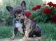 French Bulldog Puppies for sale in St Clair Shores, MI, USA. price: NA
