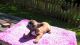 French Bulldog Puppies for sale in Flushing, Queens, NY, USA. price: NA