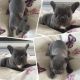 French Bulldog Puppies for sale in Queens Village, Queens, NY, USA. price: NA
