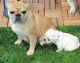 French Bulldog Puppies for sale in Vancouver, WA 98682, USA. price: NA