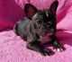French Bulldog Puppies for sale in Paris, TX, USA. price: NA