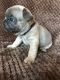 French Bulldog Puppies for sale in Sandy, UT, USA. price: NA