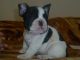 French Bulldog Puppies for sale in Round Rock, TX, USA. price: NA