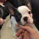 French Bulldog Puppies for sale in Little Rock, AR, USA. price: NA