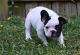 French Bulldog Puppies for sale in Old Bostwick Rd, Palatka, FL 32177, USA. price: NA