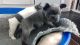 French Bulldog Puppies for sale in AR-98, Emerson, AR 71740, USA. price: NA