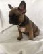 French Bulldog Puppies for sale in California Ave, South Gate, CA 90280, USA. price: NA