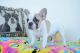 French Bulldog Puppies for sale in Agua Dulce, CA 91390, USA. price: NA
