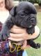 French Bulldog Puppies for sale in Shelbyville, TN 37160, USA. price: NA