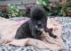 French Bulldog Puppies for sale in Evanston, IL, USA. price: NA