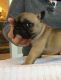 French Bulldog Puppies for sale in Carson City, NV, USA. price: NA