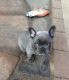 French Bulldog Puppies for sale in Sioux Falls, SD, USA. price: NA