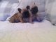 French Bulldog Puppies for sale in Minneapolis, MN, USA. price: NA