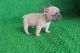 French Bulldog Puppies for sale in NW 43rd St, Coral Springs, FL, USA. price: NA