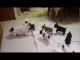 French Bulldog Puppies for sale in Alameda, CA, USA. price: NA