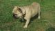French Bulldog Puppies for sale in Monroe, NC, USA. price: $2,500