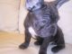 French Bulldog Puppies for sale in Maryland City, MD, USA. price: NA