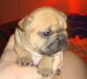 French Bulldog Puppies for sale in San Angelo, TX, USA. price: NA