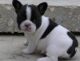 French Bulldog Puppies for sale in Alberta Ave, Staten Island, NY 10314, USA. price: $500